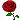 give_rose